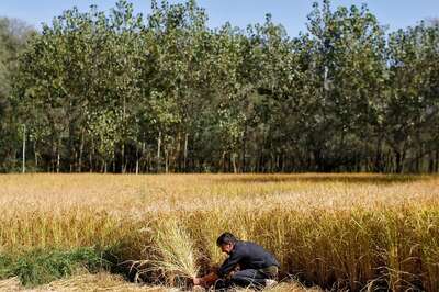 Better Land Productivity, Better Earnings: Agroforestry Can Unlock Jobs for India’s Rural Youth