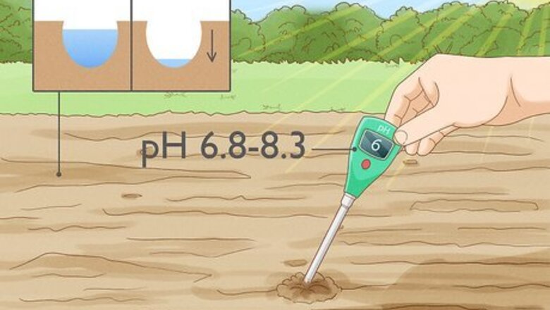 How to Grow Toothpick Weed