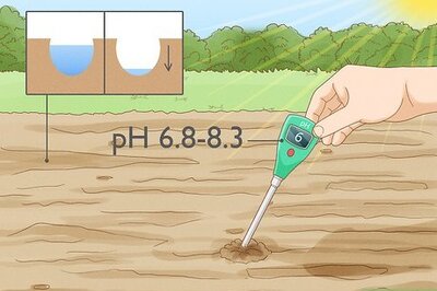 How to Grow Toothpick Weed