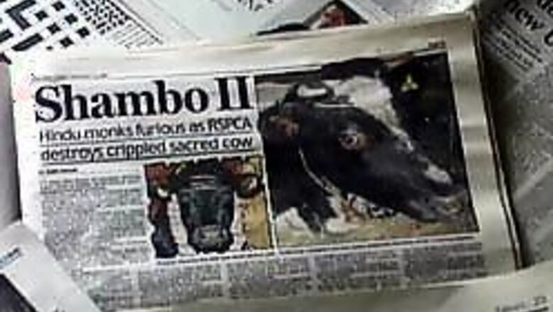 Holy cow! Gangotri meets Ganga in death