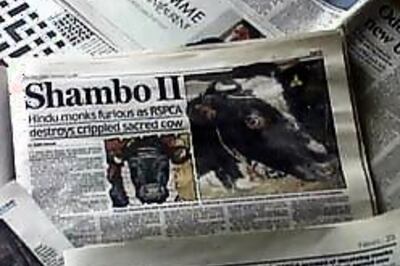 Holy cow! Gangotri meets Ganga in death