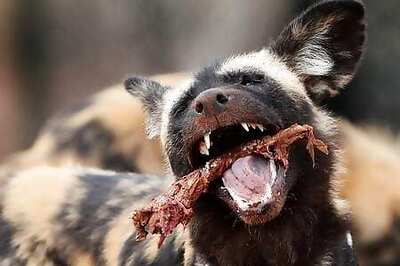 Unique Anatomy Helps The African Wild Dog Sustain Its Life On The Run