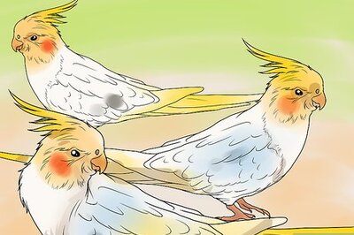 How to Keep Multiple Cockatiels