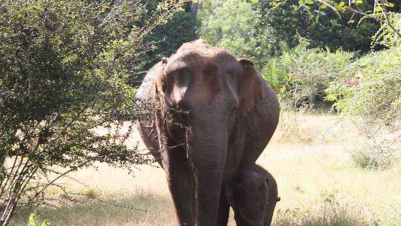 India Lost More than Half of Its Suitable Elephant Habitat in Last 300 Years, Shows Report