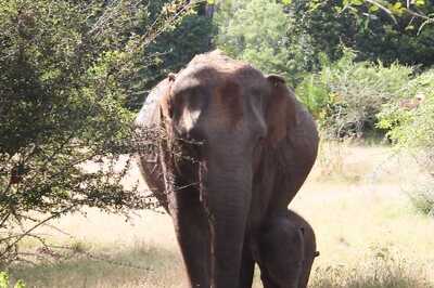 India Lost More than Half of Its Suitable Elephant Habitat in Last 300 Years, Shows Report