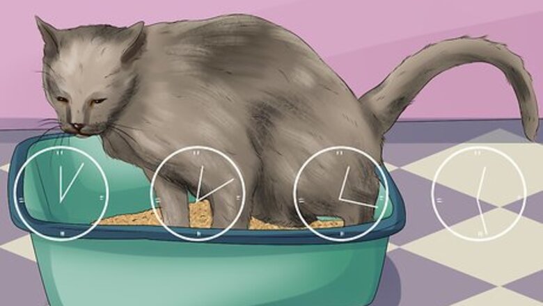 How to Treat Bacterial Cystitis in Cats