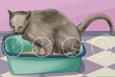 How to Treat Bacterial Cystitis in Cats