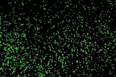 Scientists revive 100 million-year-old microbes from deep under seafloor