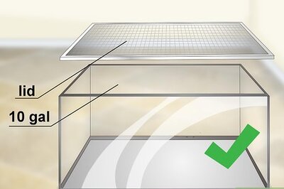 How to Care for a Tokay Gecko