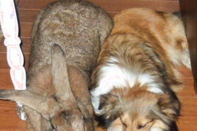 Meet Flemish Giant, the World’s Largest Rabbit Breed