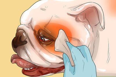 How to Care for an English Bulldog