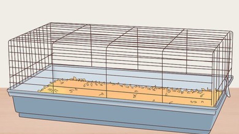 How to Care for a Coronet Guinea Pig