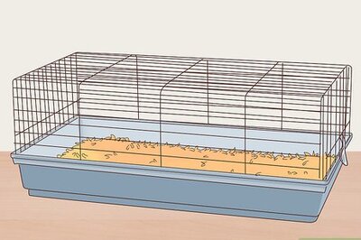 How to Care for a Coronet Guinea Pig