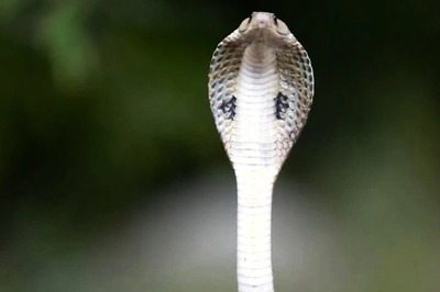 Nag Panchami 2024: Significance Of Worshipping Snakes On This Day