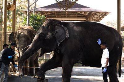 A Look at Anant Ambani’s Vantara in Jamnagar: A Unique Animal Rescue & Rehabilitation Programme