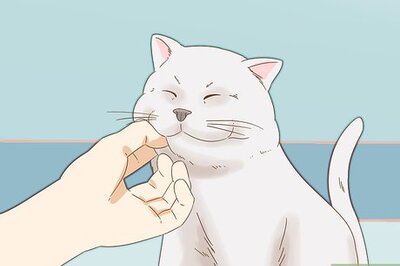 How to Get Your Cat to Purr