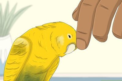 How to Tell if Your Pet Parakeet is Bonding with You