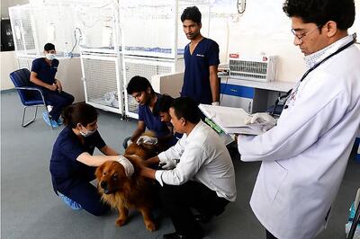 India's Pampered Pets Lap up New Treatments