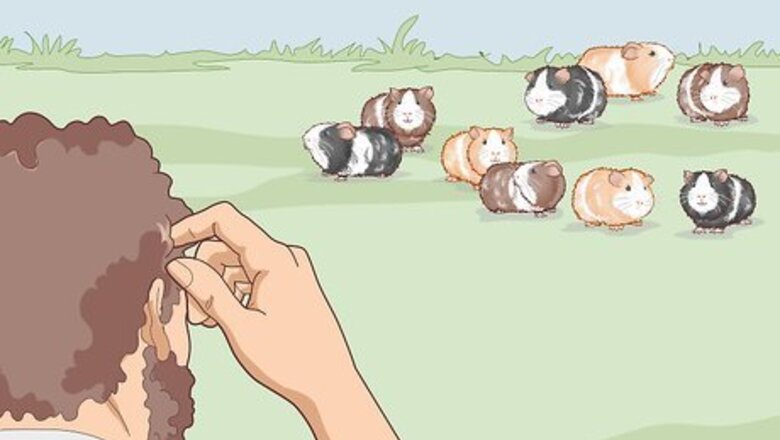 How to Find a New Home for Your Guinea Pig