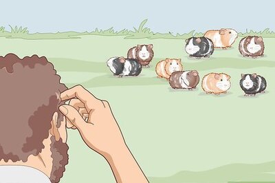 How to Find a New Home for Your Guinea Pig