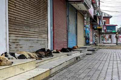 SC-appointed Panel Recommends 'Reduction' of Stray Dog Population in Kerala