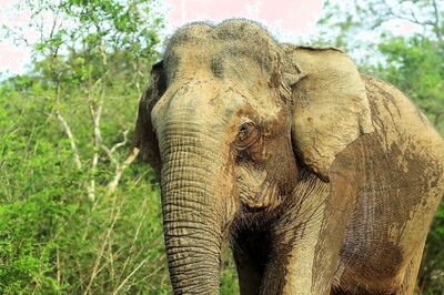 Man Accused of Death of Pregnant Elephant, Who Ate Firecrackers in Pineapple, Surrenders After 1.5 Years