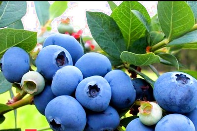 5 Food Items Which Can Protect Your Skin From Tanning