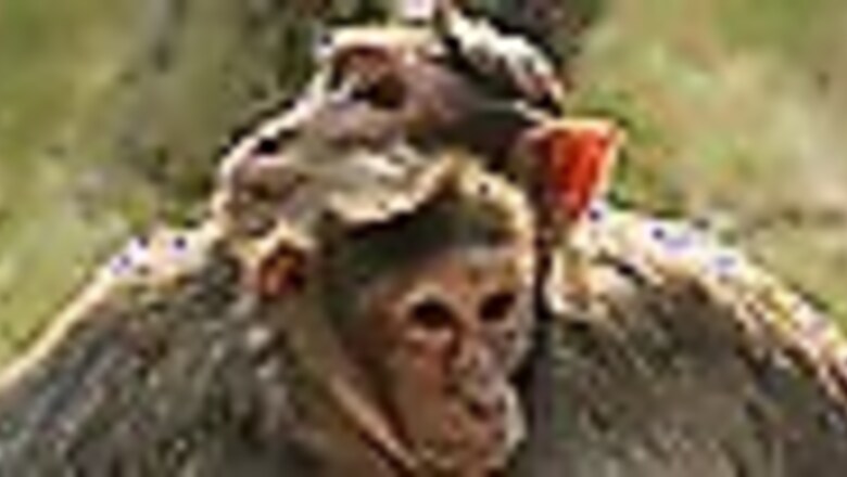 Monkeys have to pay for sex too