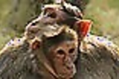 Monkeys have to pay for sex too