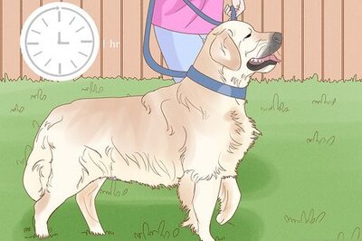 How to Treat Skin Allergies in Golden Retrievers