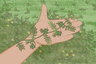 How to Get Rid of Goat Head Weeds: Identification, Removal, & Prevention