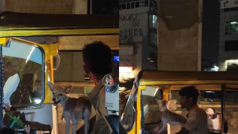 Video Of Bengaluru Auto Driver Taking His Dog For A Ride Is Too Cute To Miss