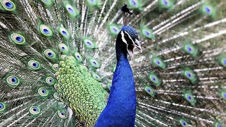 Peacocks take over UK street and trash woman's kitchen