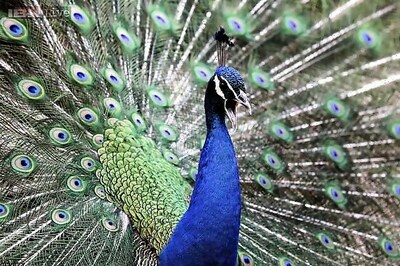 Peacocks take over UK street and trash woman's kitchen