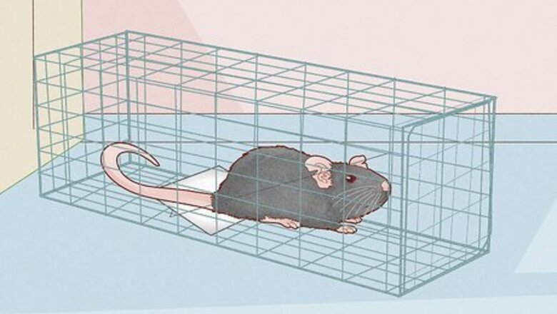 How to Get Rid of Mice and Rats