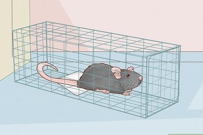 How to Get Rid of Mice and Rats