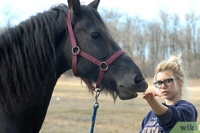 How to Teach a Horse to Kiss