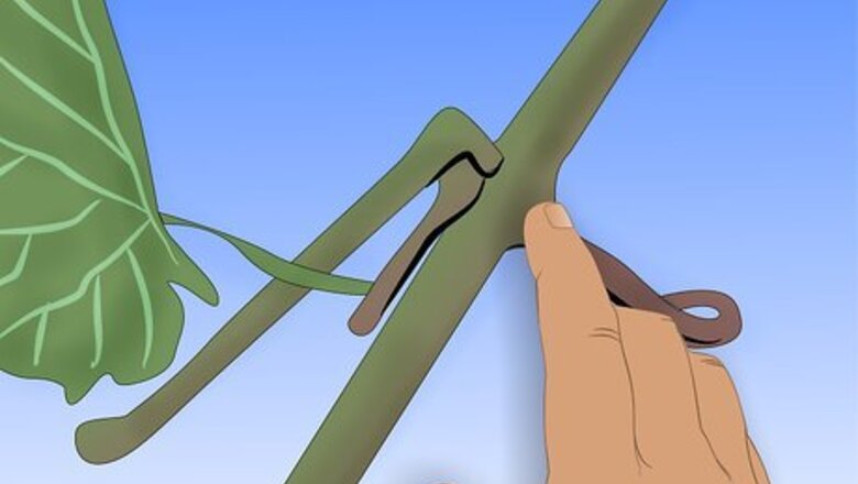 How to Graft Grape Vine