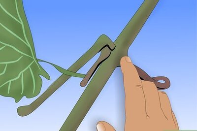 How to Graft Grape Vine
