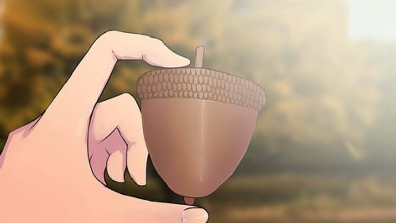 How to Grow an Oak Tree from an Acorn