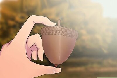 How to Grow an Oak Tree from an Acorn