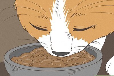 How to Feed a Pregnant or Nursing Cat