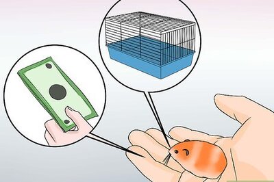 How to Breed Syrian Hamsters