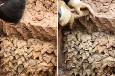 Watch: Men Digging Earth Find Dozens Of Turtles Hibernating