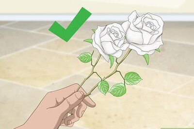 How to Dye Roses