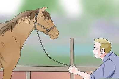How to Plait a Horse's Tail