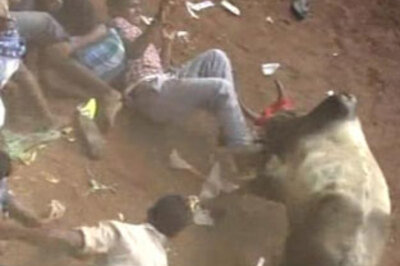 25 injured in Pongal's 'jallikattu', a blood-sport