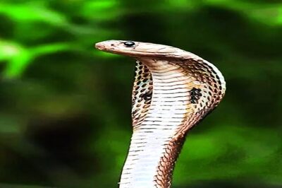 Expert Shares What Not To Do On Nag Panchami