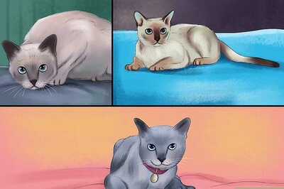 How to Identify a Tonkinese Cat