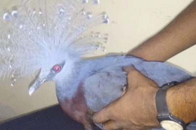 Rare Victoria Crowned Pigeon Rescued by BSF at Bangladesh Border in West Bengal